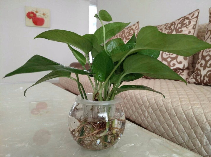 # 辣椒种植时间和方法：掌握要领，丰收在望