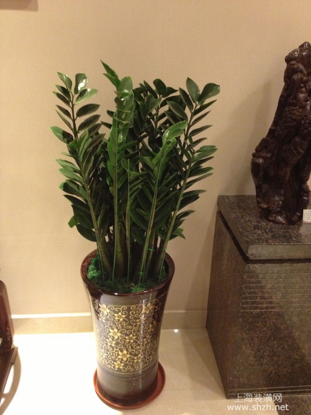 种植白菜方法大全