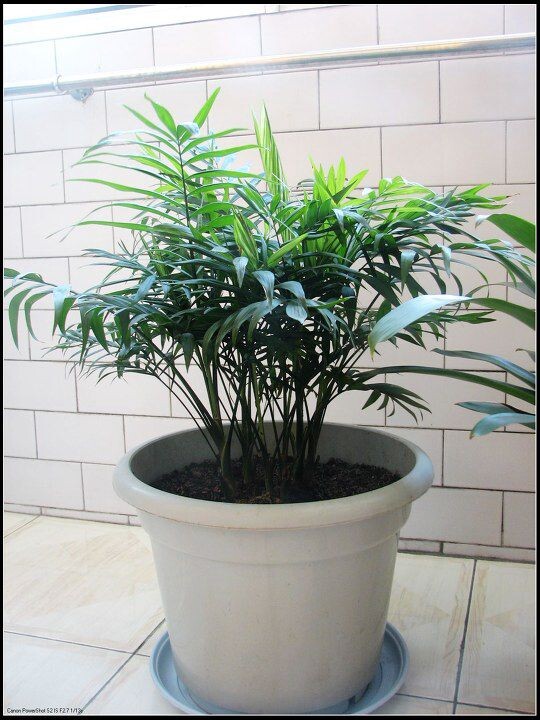 纸上种植芽苗菜的方法
