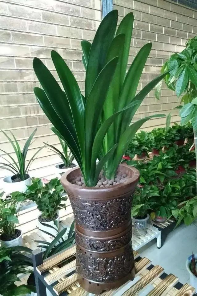百香果扦插几天发芽？揭秘生长奥秘