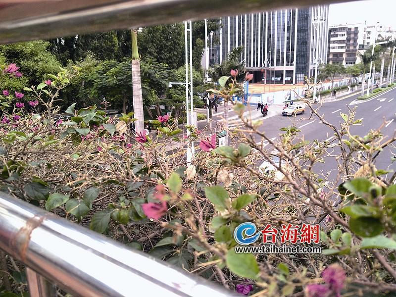 海棠怎样扦插育苗 - 植物养殖园丁指南