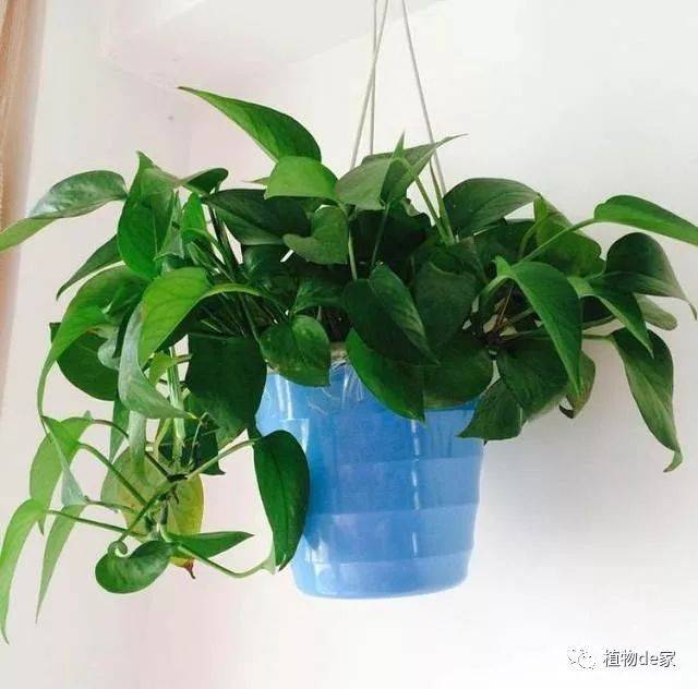 怎样扦插仙人掌 - 植物养殖园丁指南