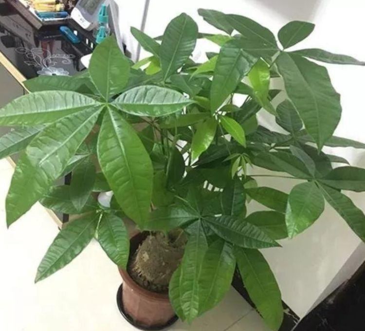光合细菌使用方法：绿色养殖新选择
