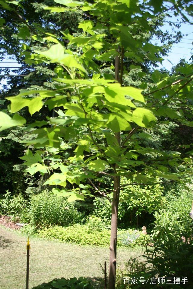天竺葵扦插繁殖方法：轻松培育健康植株