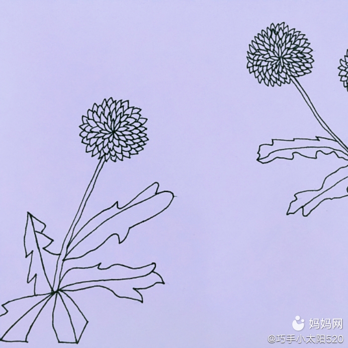 橡皮树如何扦插 - 植物养殖指南