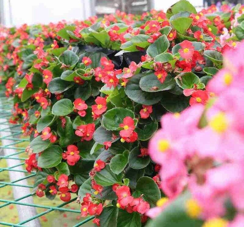 虎皮兰叶子扦插：繁殖新植株的详细指南