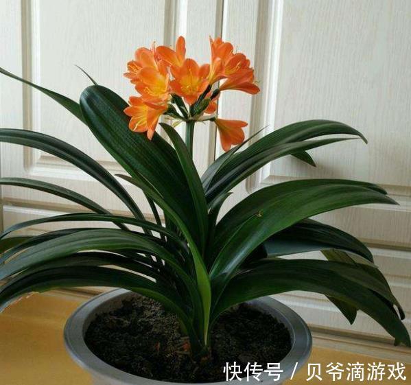 红掌扦插法图解：详解繁殖技巧与步骤