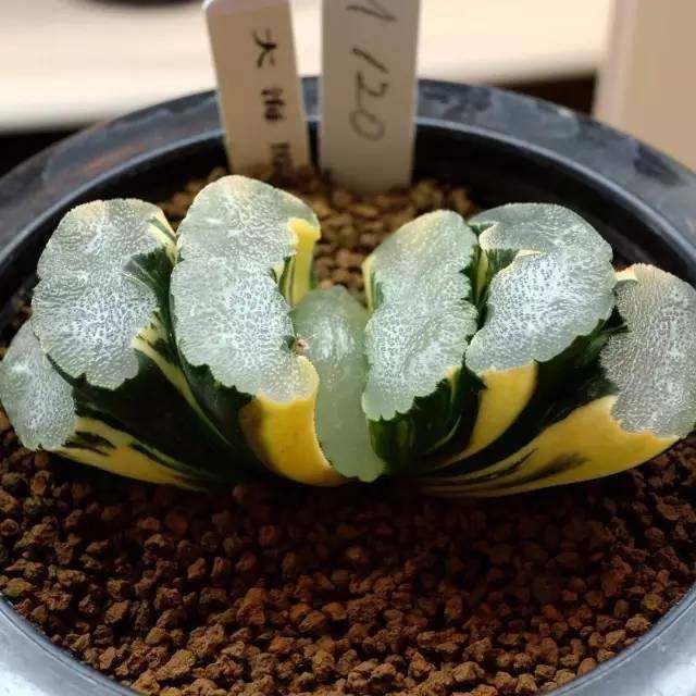 天竺葵的扦插：繁殖新植株的简易指南