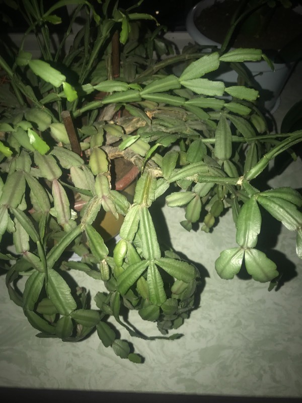 金铃花能否扦插？探索繁殖新途径