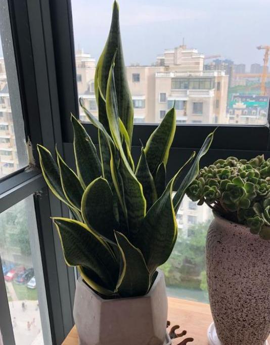 丽格海棠可以扦插：繁殖新植株的简易方法