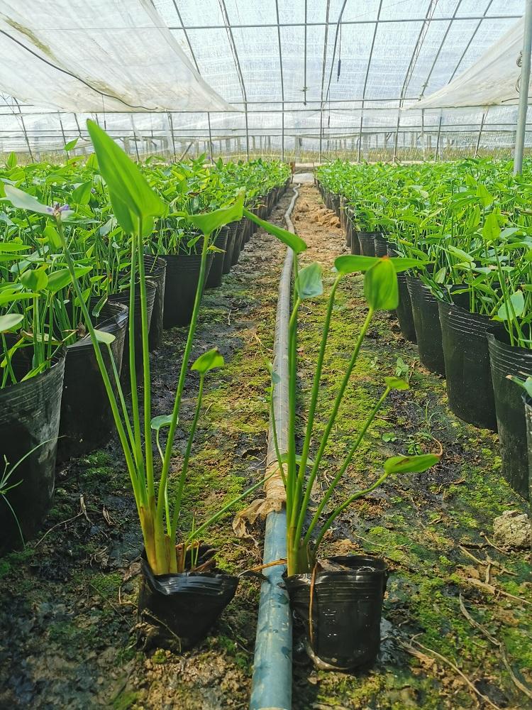 党参种植方法：掌握关键技术，实现丰收