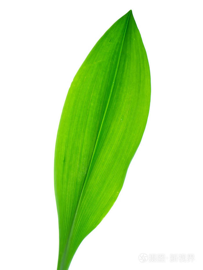 爬山虎扦插：掌握技巧，养出繁茂绿植