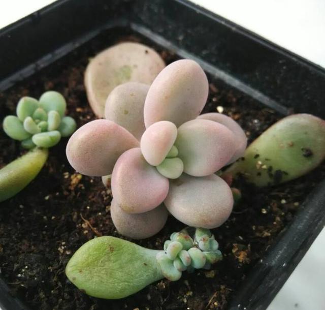白萝卜种植时间和方法：掌握要领，收获丰硕