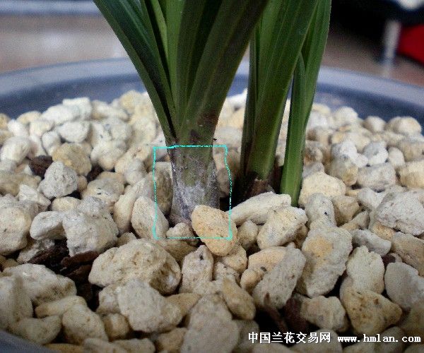 平安树扦插的方法：详解繁殖技巧与养护要点