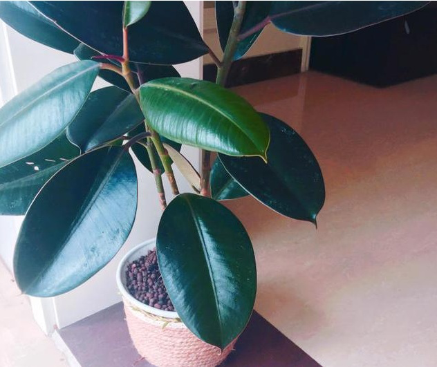 柠檬扦插方法：家庭种植新技能