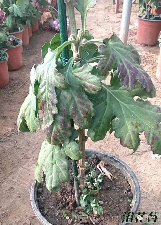 扦插金钱草：繁殖技巧与养护指南