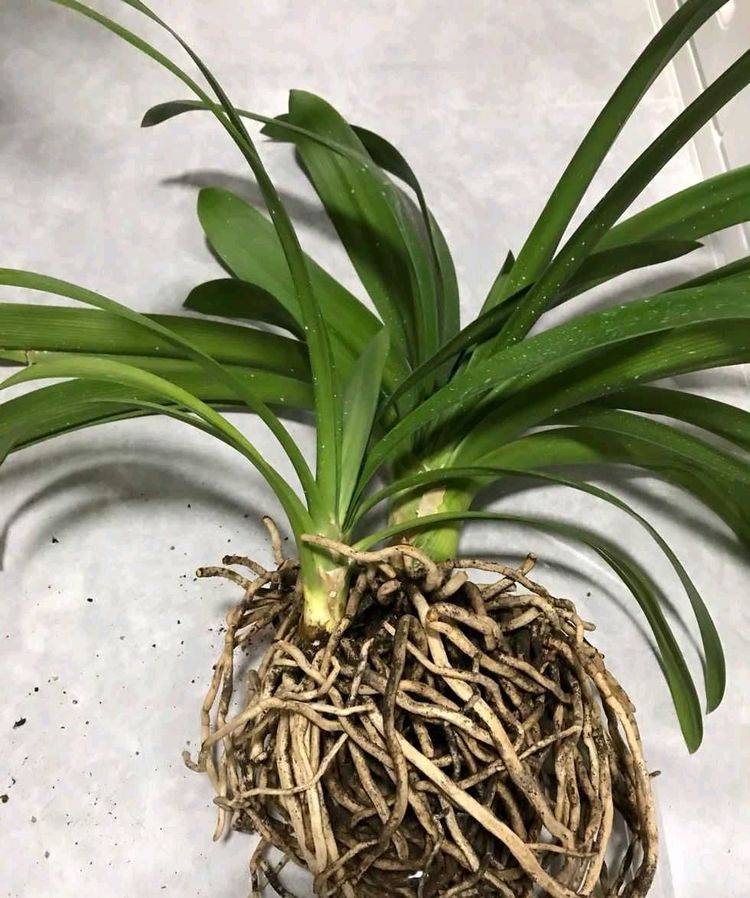 多肉怎么扦插法：详解多肉植物繁殖技巧