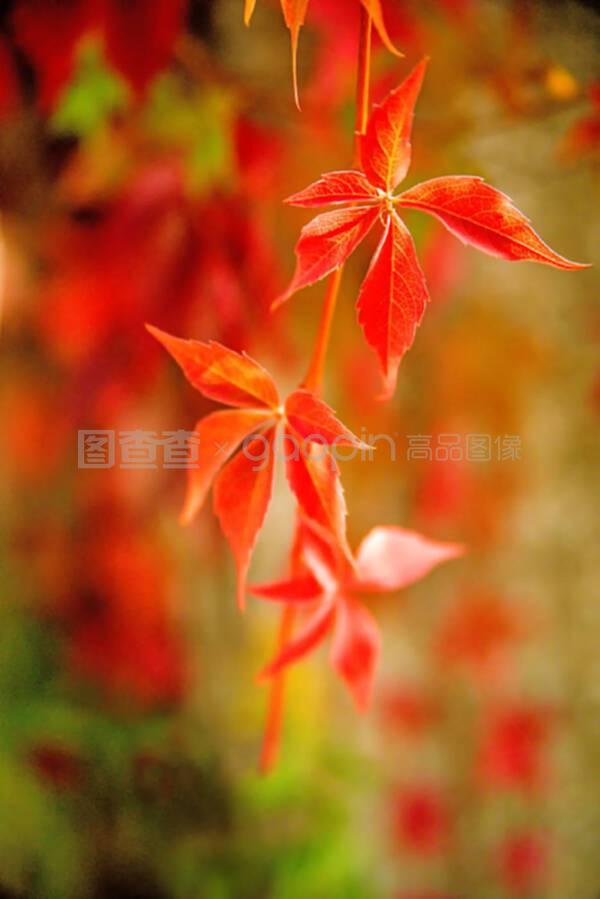 什么温度扦插茶花好：掌握最佳温度，提高成活率