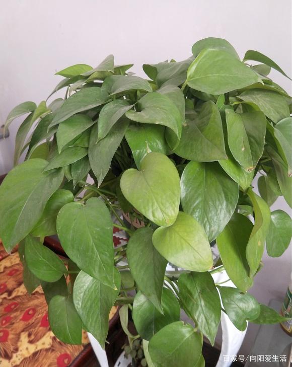 黑木儿种植方法视频：掌握要点，轻松种植黑木儿
