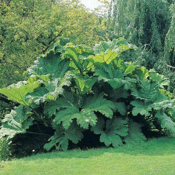 盆栽甜椒：室内种植的新宠