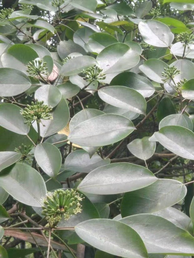 # 哈密瓜种植方法：掌握要领，丰收在望