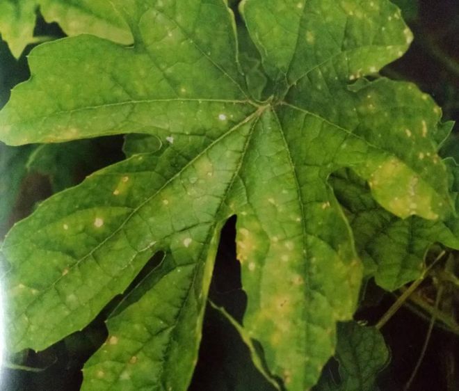 双色茉莉的繁殖方法