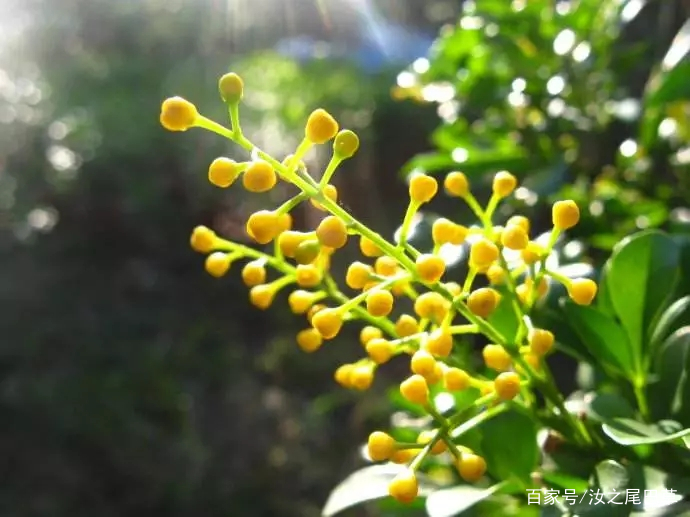 菌菇种植方法：掌握关键技术，轻松培养鲜美菌菇
