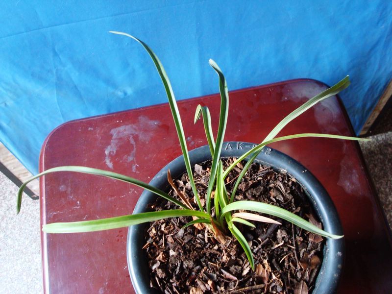 种芹菜的方法：家庭种植指南