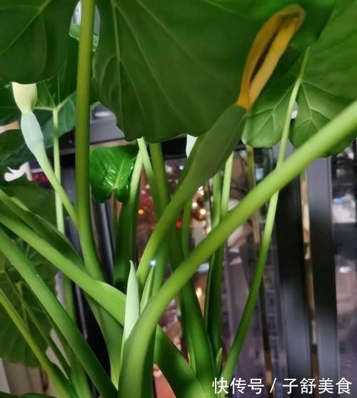 圣女果的种植方法：培育鲜美多汁的小番茄