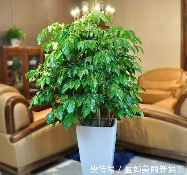 长寿花叶片扦插：繁殖新植株的简易指南