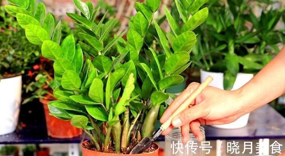 火龙果的种植方法