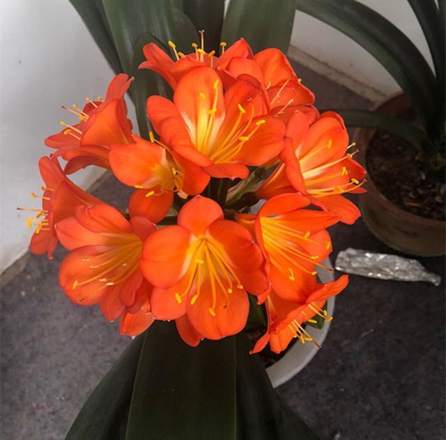 盆栽茶花养殖：掌握技巧，绽放美丽