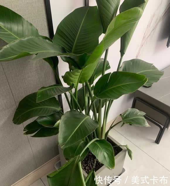 龙骨花的养殖方法视频：掌握关键技巧，轻松养好龙骨花