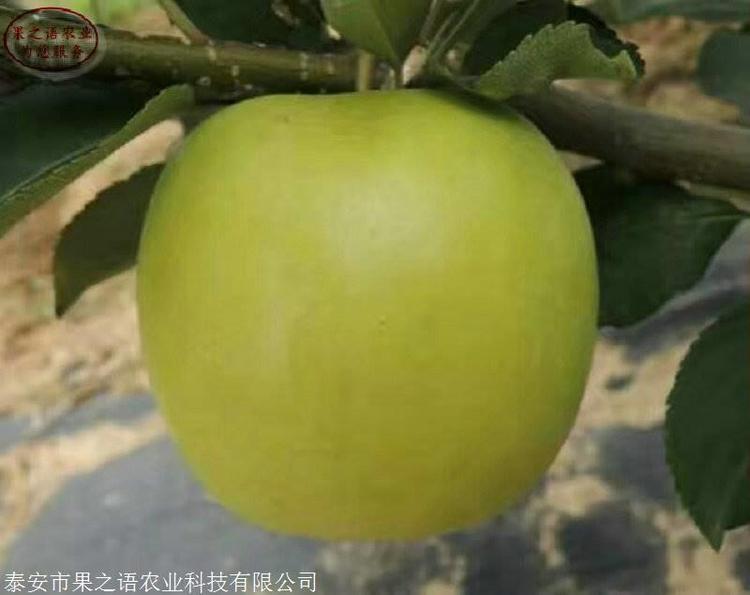 康乃馨几月扦插好 - 植物养殖园丁专业指南