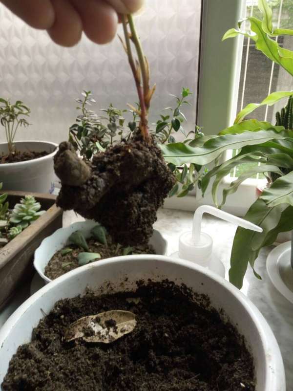 盆栽香蕉方法如下：打造家中热带风情