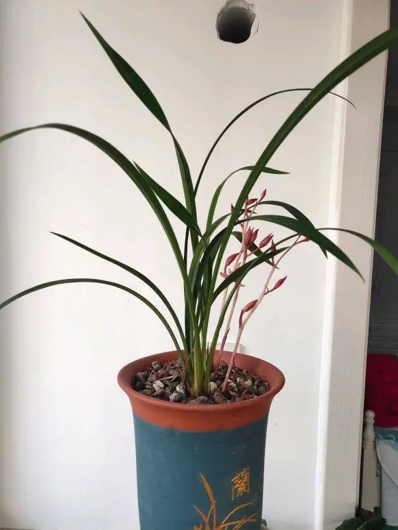 凌霄带花扦插：繁殖技巧与养护指南