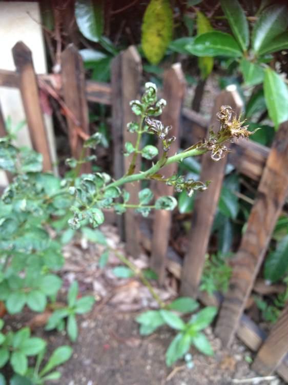 矾根什么季节扦插？掌握最佳时机，轻松繁殖矾根
