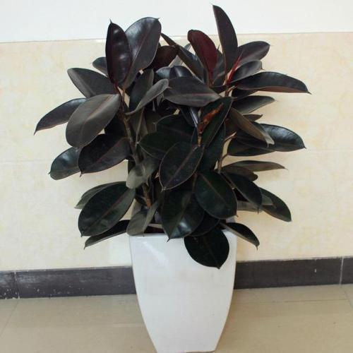 无花果水培扦插：轻松实现家中种植乐趣