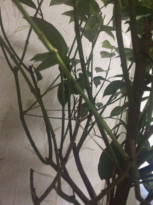 茶树的种植方法：掌握要领，培育优质茶树