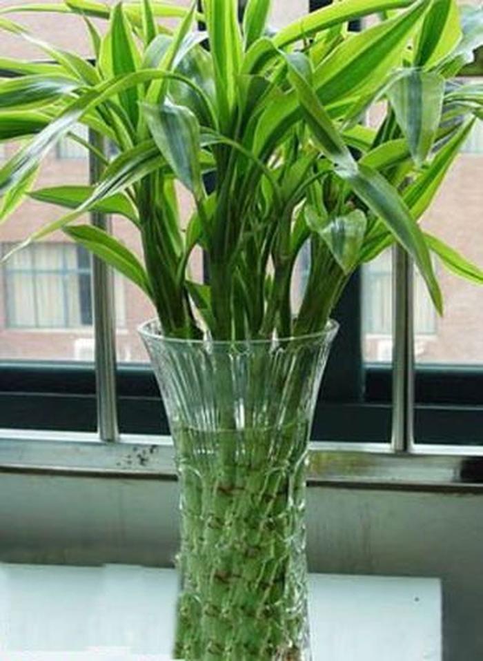 发财树插扦插：繁殖新植株的简易指南