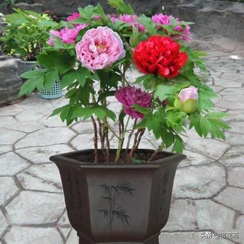 水培绿萝的养护方法