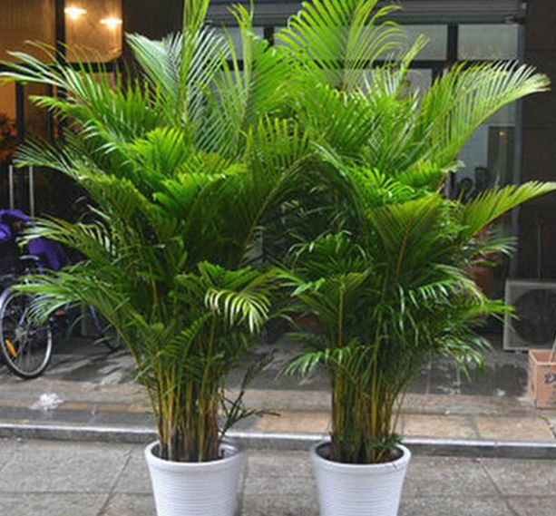 红萝卜播种方法：为您详解种植步骤与技巧