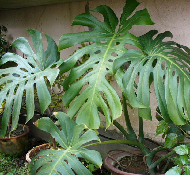 柚子的种植方法：掌握技巧，收获丰硕果实