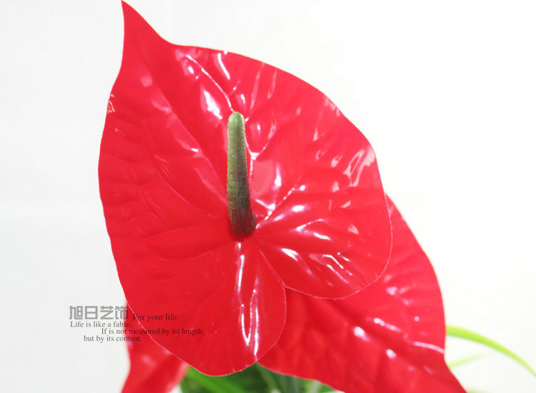 小香葱种植时间和方法：新手园丁必读指南