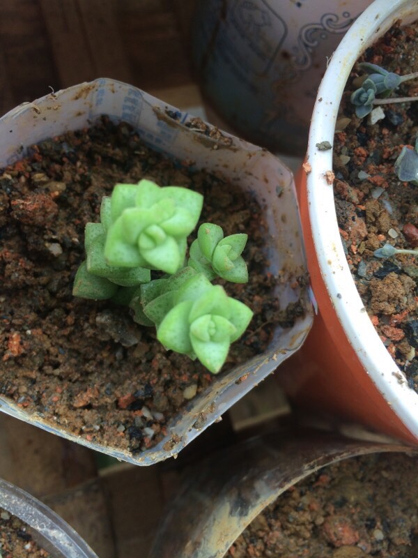 琴叶榕的养殖方法：室内绿植养护指南