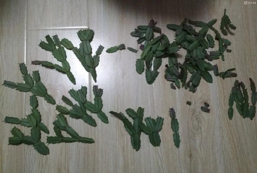 冬季室内盆栽豆角的种植技巧与养护