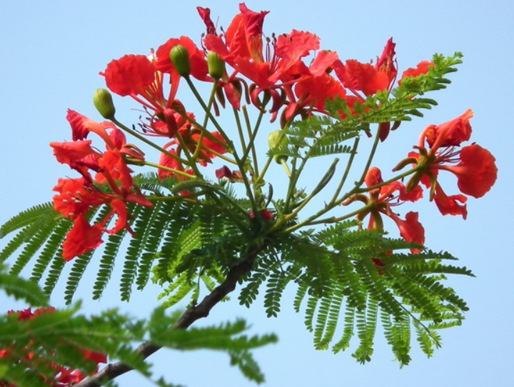 菠萝的种植方法：从选种到收获的全方位指南