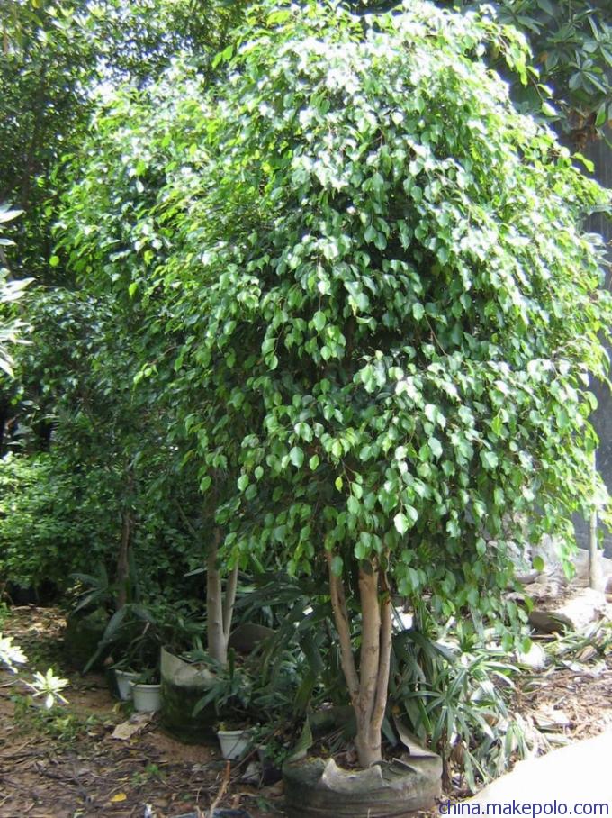 盆栽玫瑰的销路：打开市场的秘密