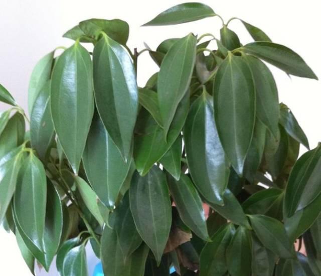 百合竹的扦插方法图片详解：繁殖新植株的实用指南