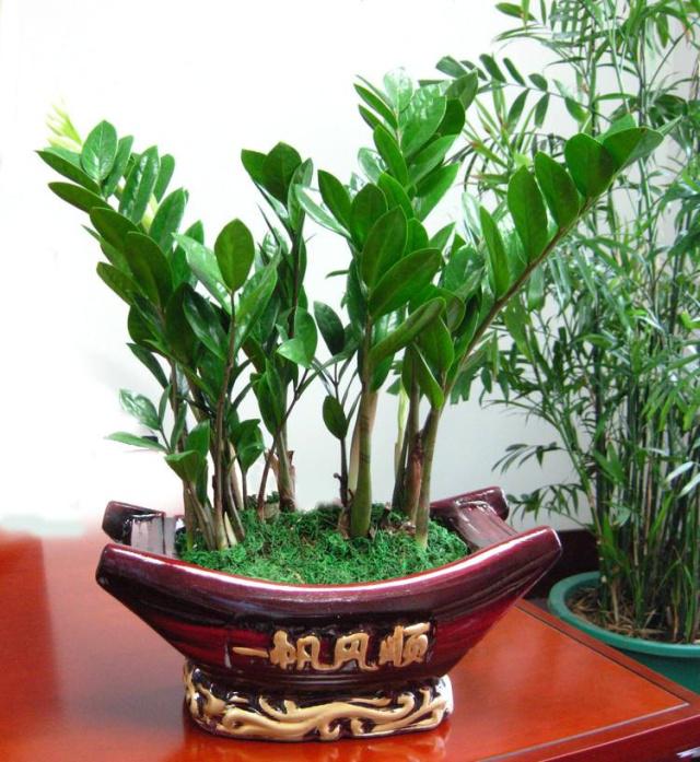 盆栽兰花种植方法：专家指南与技巧